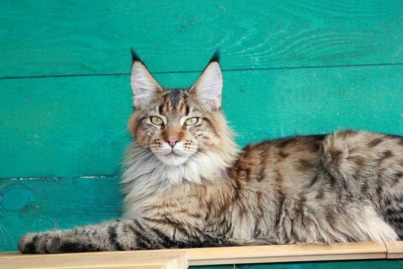 Absolut Felis Silvestris - maine-coon