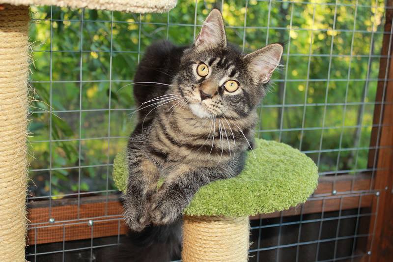 Country Joy Irma - maine-coon