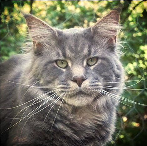 Chimera Haze of Love - мейн-кун