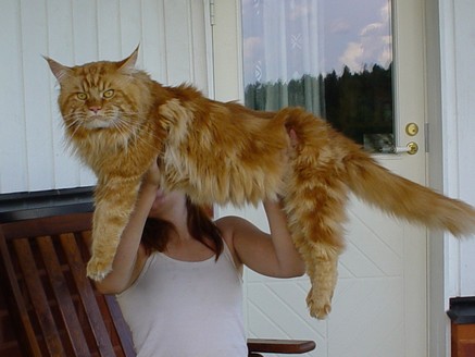 Ravishing Speedy Coonzales - maine-coon