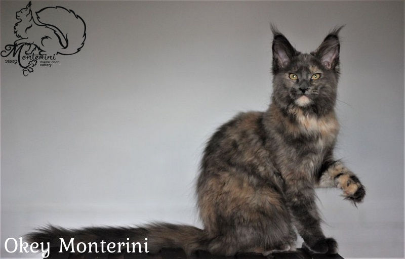Okey Monterini - maine-coon