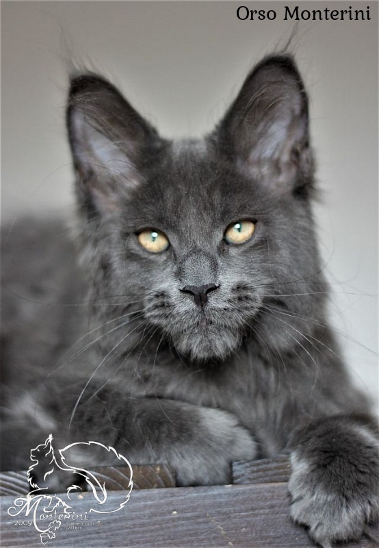 Orso Monterini - maine-coon