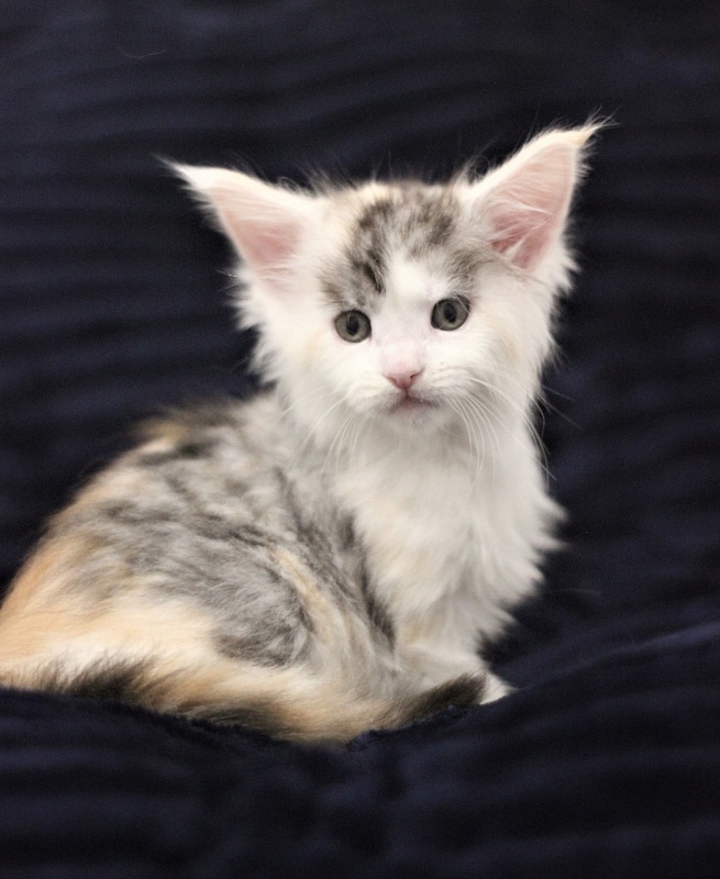 Monterini Qashqai - Kitten maine-coon 1 month 1.5 week