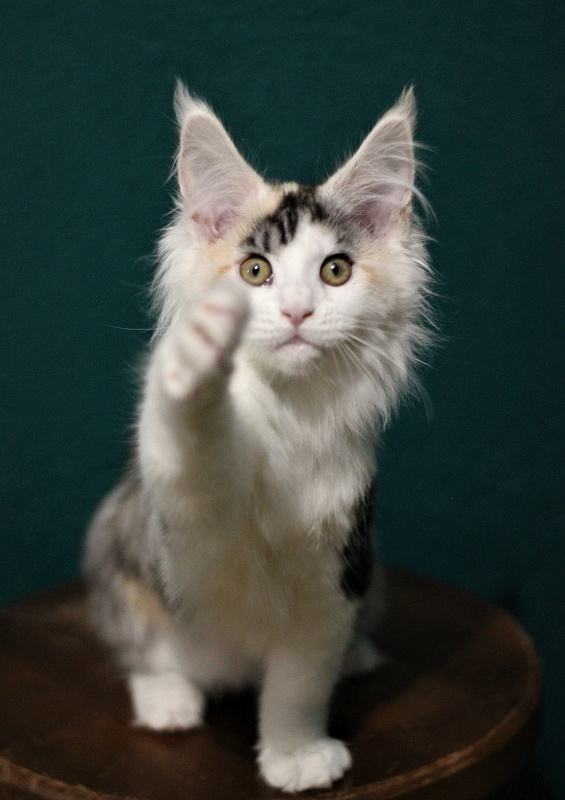Monterini Qashqai - Kitten maine-coon 3 months 1.5 week