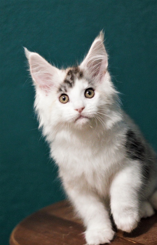 Monterini Qashqai - Kitten maine-coon 2 months 1 week