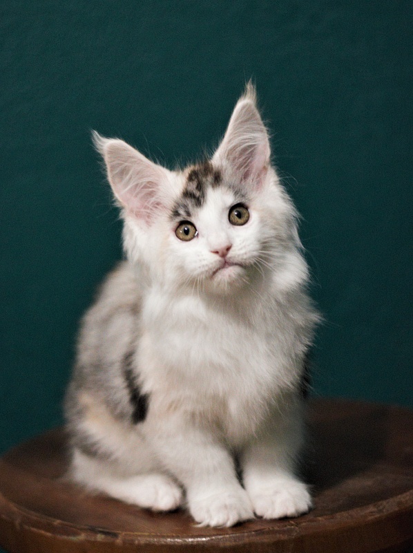 Monterini Qashqai - Kitten maine-coon 2 months 1 week