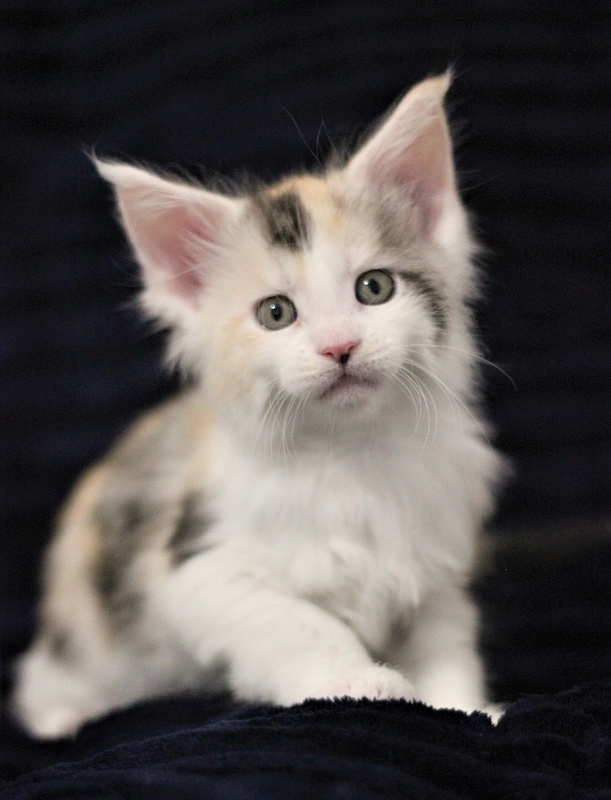 Monterini Qbella - Kitten maine-coon 1 month 1.5 week