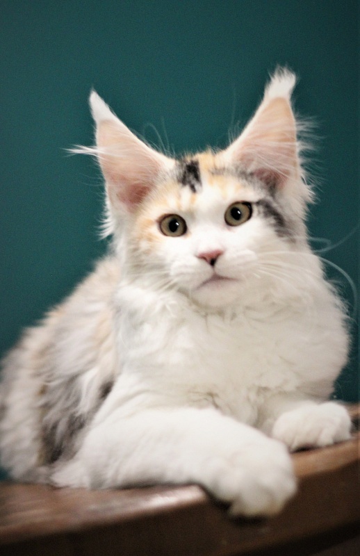 Monterini Qbella - Kitten maine-coon 3 months 3 weeks