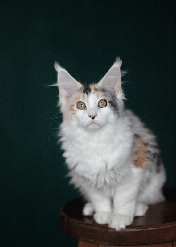 Monterini Qbella - Kitten maine-coon 4 months