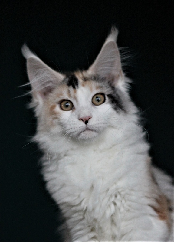 Monterini Qbella - Kitten maine-coon 4 months