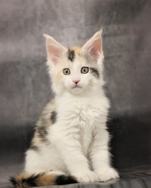 Monterini Qbella - Kitten maine-coon 1 month 3.5 weeks
