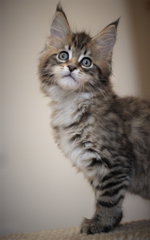 Monterini Riddik - Kitten maine-coon 2 months