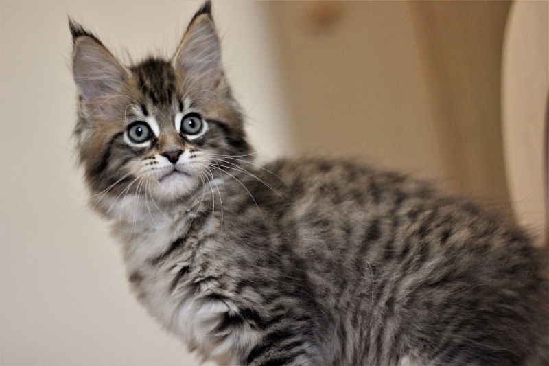 Monterini Riddik - Kitten maine-coon 2 months