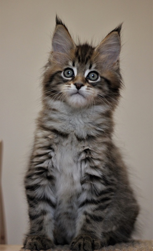 Monterini Riddik - Kitten maine-coon 2 months