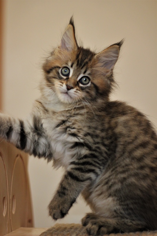 Monterini Riddik - Kitten maine-coon 2 months