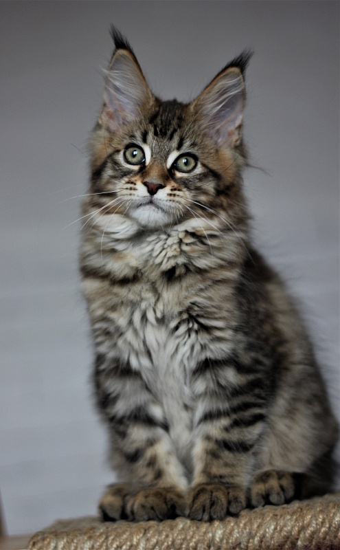 Monterini Riddik - Kitten maine-coon 2 months 3 weeks