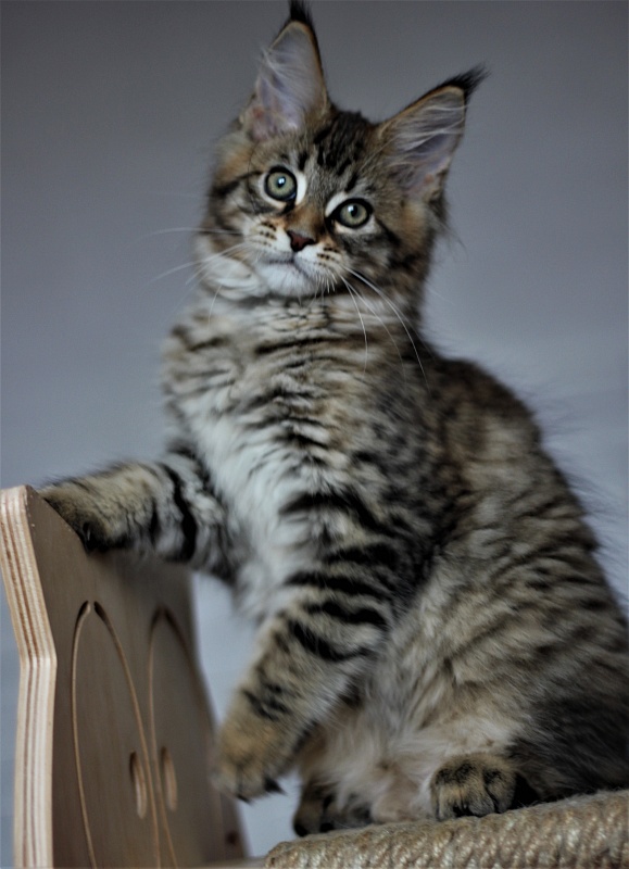 Monterini Riddik - Kitten maine-coon 2 months 3 weeks