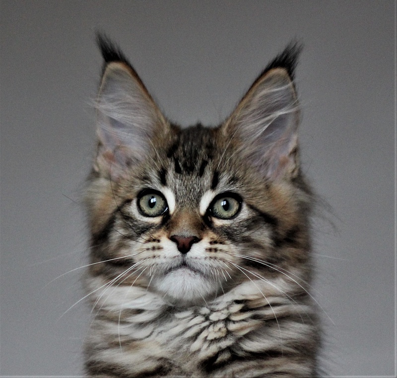Monterini Riddik - Kitten maine-coon 2 months 3 weeks