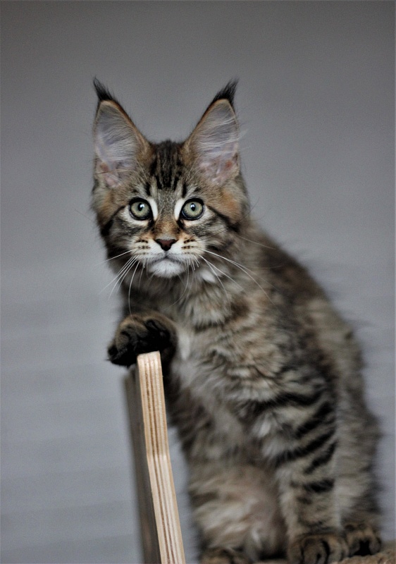 Monterini Riddik - Kitten maine-coon 2 months 3 weeks