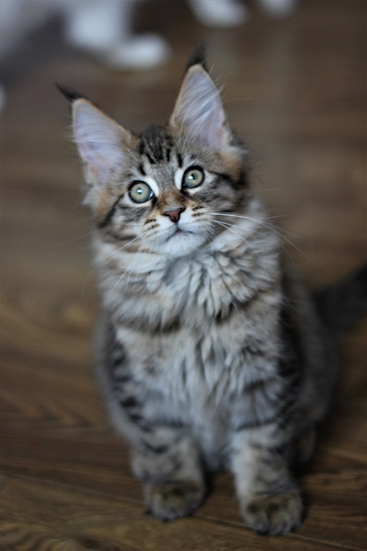 Monterini Riddik - Kitten maine-coon 2 months 3 weeks