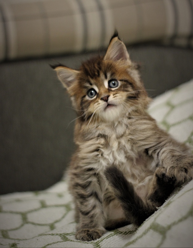 Monterini Riddik - Kitten maine-coon 1 month 1.5 week