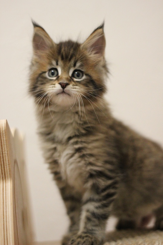 Monterini Riddik - Kitten maine-coon 1 month 3 weeks