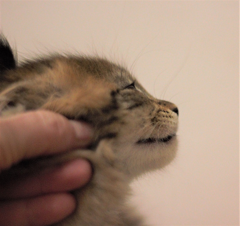 Monterini Riddik - Kitten maine-coon 1 month 3 weeks