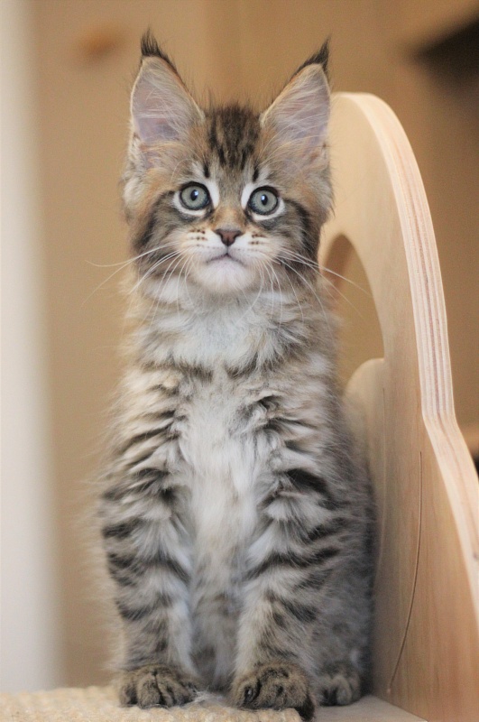 Monterini Riddik - Kitten maine-coon 2 months