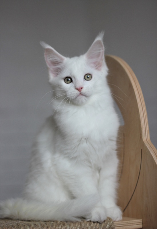 Rossa Monterini*UA - Kitten maine-coon 2 months 3 weeks