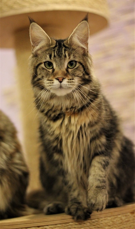 Wood-Hollywood Penelope - Adult maine-coon 10 months 1 week