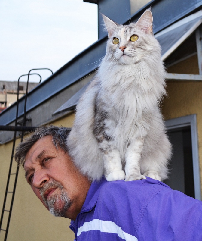 Multicoon Ulla - Дорослий мейн-кун 4 роки 2 місяця