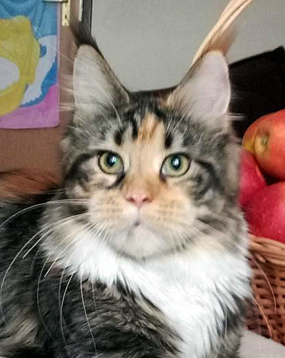 Etiuda Akord - мейн-кун