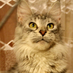 SnzCoon Simone - maine-coon