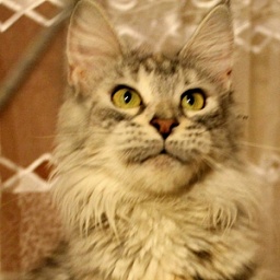 SnzCoon Simone