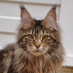 Pillowtalk's Toosexy