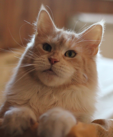 SnzCoon Dulsineya - Adult maine-coon 3 years 10 months 3.5 weeks