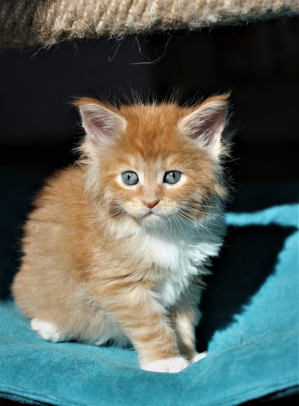 Vasilisa Monterini - Kitten maine-coon 1 month 1 week