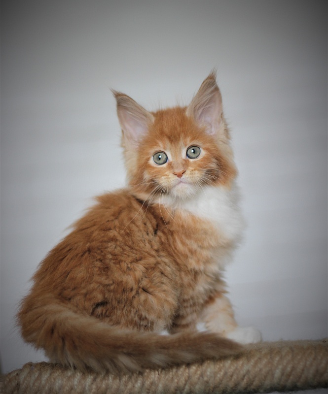 Vasilisa Monterini - Kitten maine-coon 1 month 4 weeks