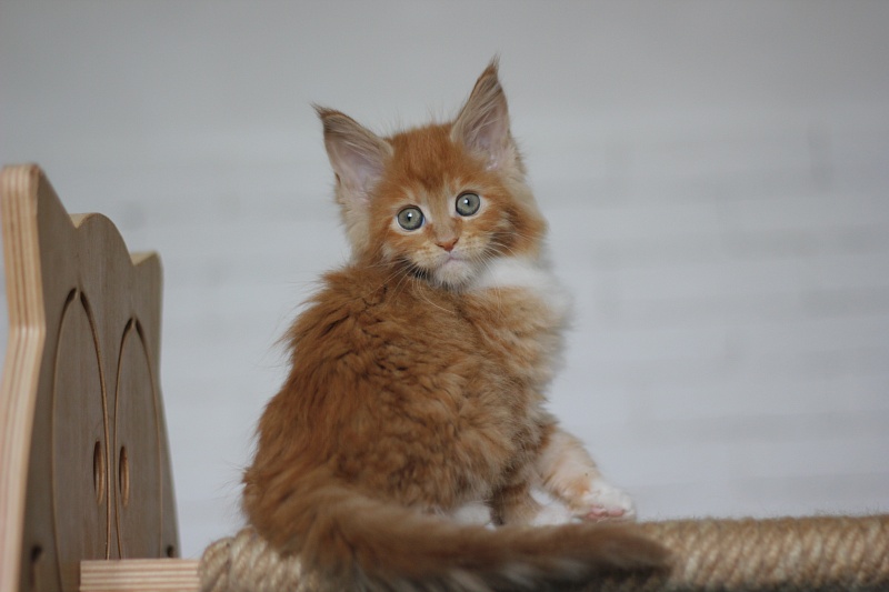 Vasilisa Monterini - Kitten maine-coon 1 month 4 weeks