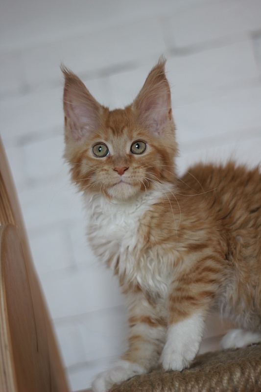 Vasilisa Monterini - Kitten maine-coon 3 months