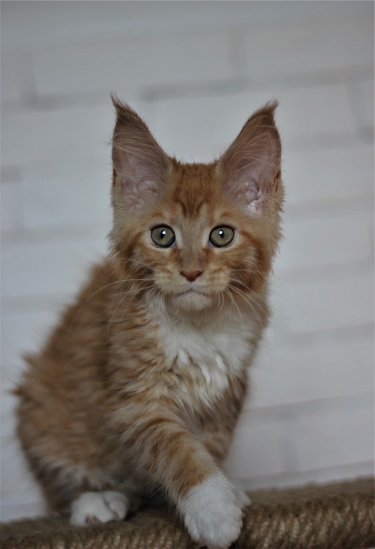 Vasilisa Monterini - Kitten maine-coon 3 months
