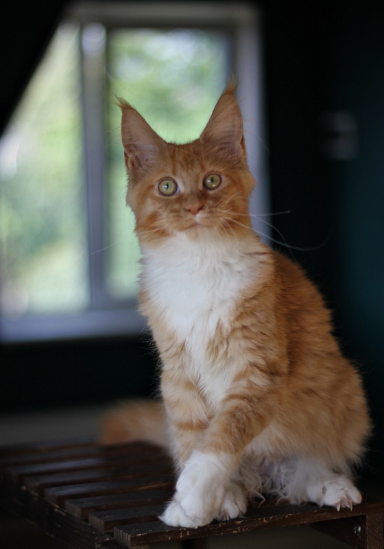 Vasilisa Monterini - Kitten maine-coon 5 months 2 weeks