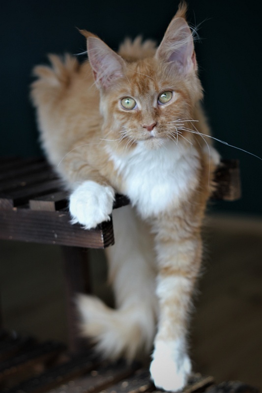 Vasilisa Monterini - Kitten maine-coon 5 months 2 weeks