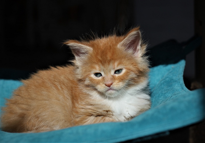 Vasilisa Monterini - Kitten maine-coon 1 month 1 week