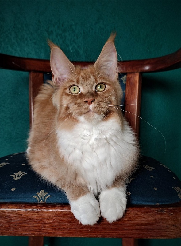 Vasilisa Monterini - Kitten maine-coon 6 months 4 weeks