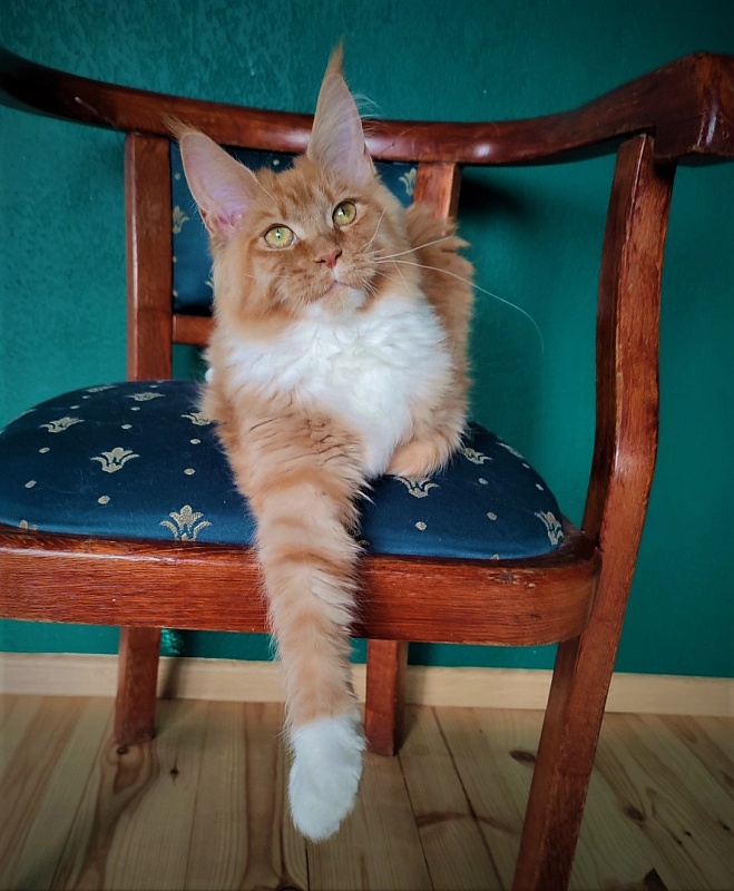 Vasilisa Monterini - Kitten maine-coon 6 months 4 weeks