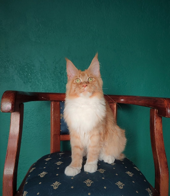 Vasilisa Monterini - Kitten maine-coon 6 months 4 weeks