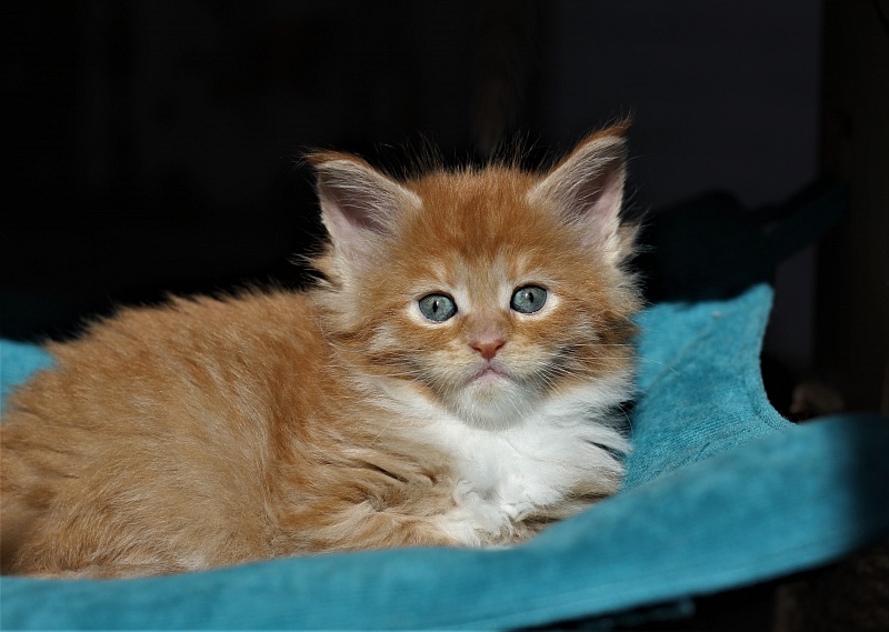 Vasilisa Monterini - Kitten maine-coon 1 month 1 week