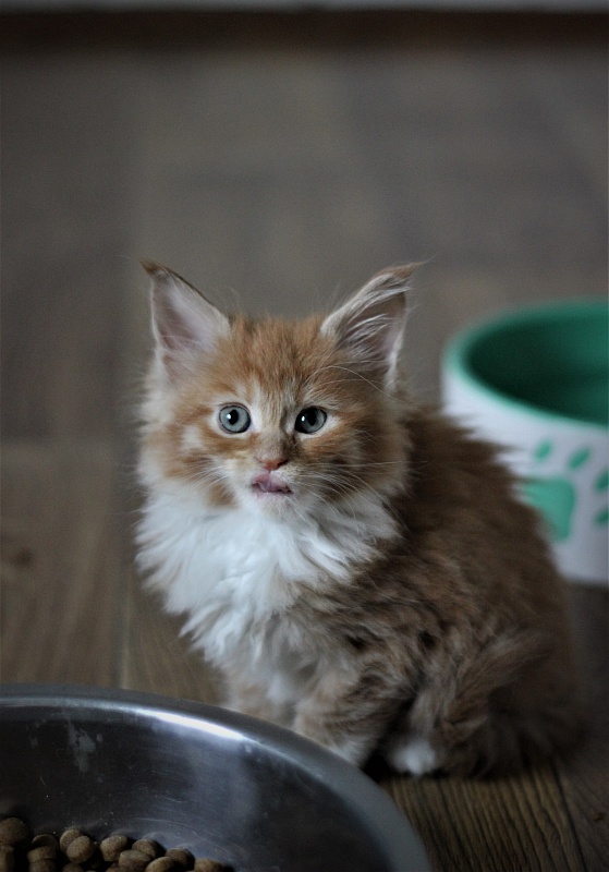 Vasilisa Monterini - Kitten maine-coon 1 month 3 weeks