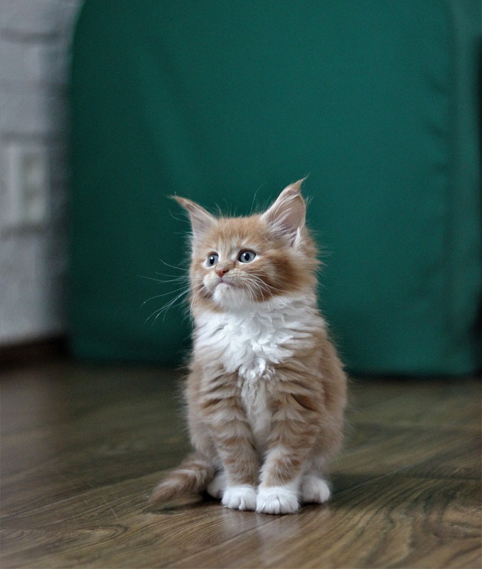 Vasilisa Monterini - Kitten maine-coon 1 month 3 weeks
